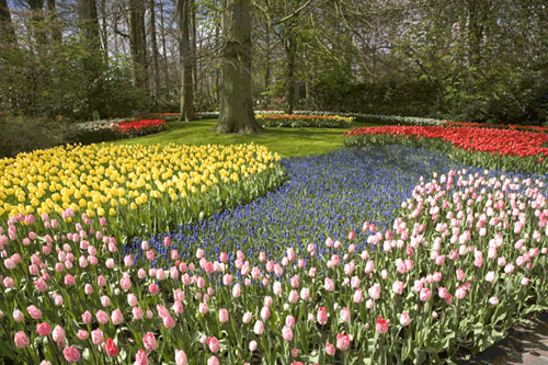 Tulipani ad Amsterdam